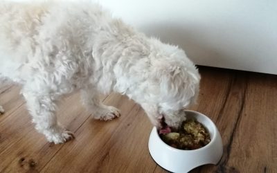 Vegan hondenvoer: is het veilig voor mijn hond?