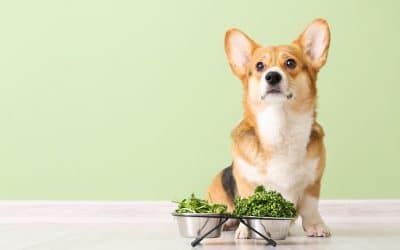 3 Bewezen voedingsmiddelen die kanker bij je hond voorkomen en bestrijden!