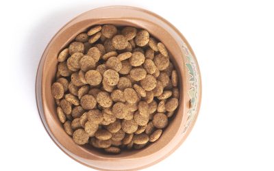 Dry food or wet food for dogs?
