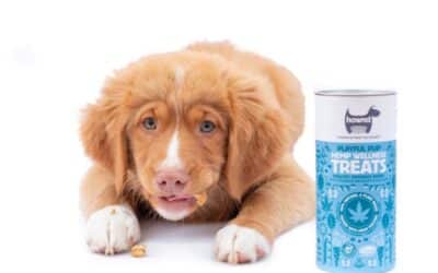 Food for your puppy: what should you pay attention to?